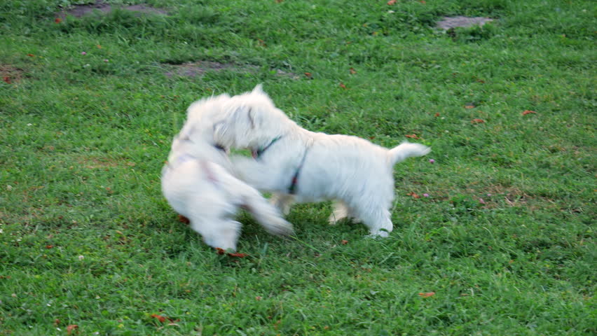 Two West Highland White Terriers play on the green grass of a park lawn.