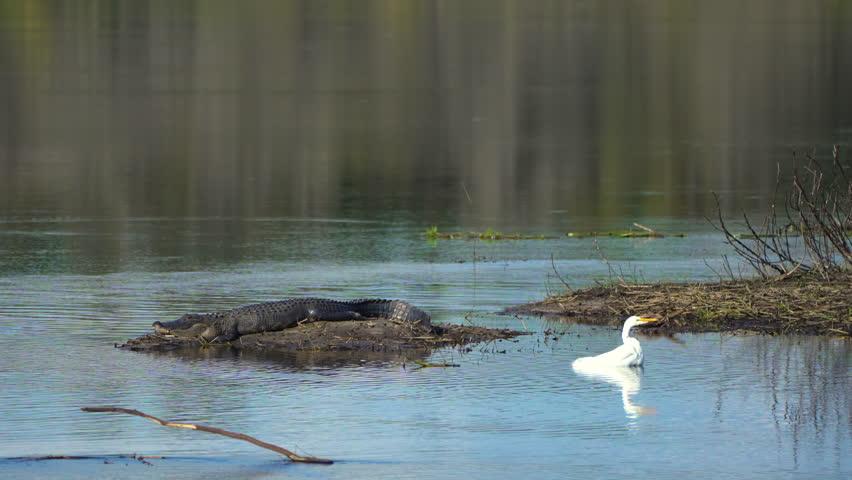 Alligator in Florida natural environment. Reptilian predator native to USA south on riverbank in Florida wetlands