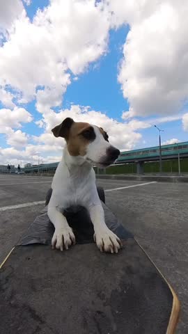 A Jack Russell Terrier dog rides an electric longboard. Vertical video.