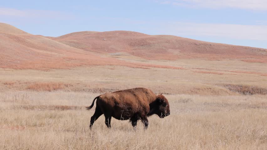 Herd of Bison (American Buffalo) in Wind Cave National Park in South Dakota.