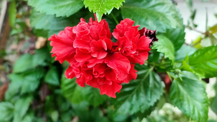 Close-up of a vibrant red hibiscus flower blooming in a lush green garden, surrounded by fresh leaves. The hibiscus sways gently in the breeze, highlighting its natural elegance and tropical charm. 