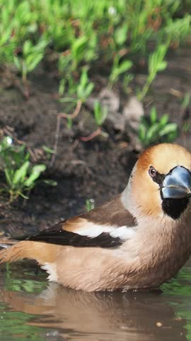 Hawfinch bird taking a bath with the sound of singing birds on the background, Coccothraustes coccothraustes