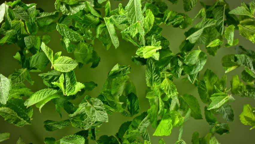 Super Slow Motion Shot of Flying and Rotating Fresh Mint Leaves Towards Camera at 1000fps.