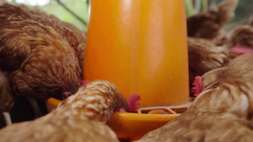 chicken eat feed and grain at the rural farm