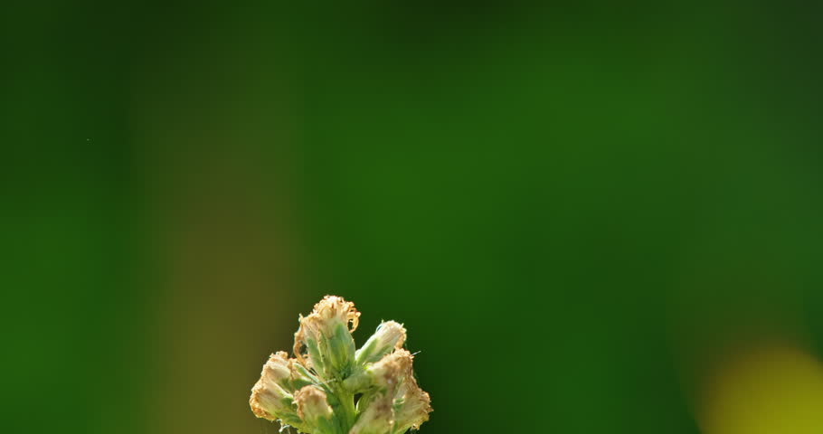 A graceful dragonfly lands gently on a flower, illustrating the beauty and elegance of fascinating insects.