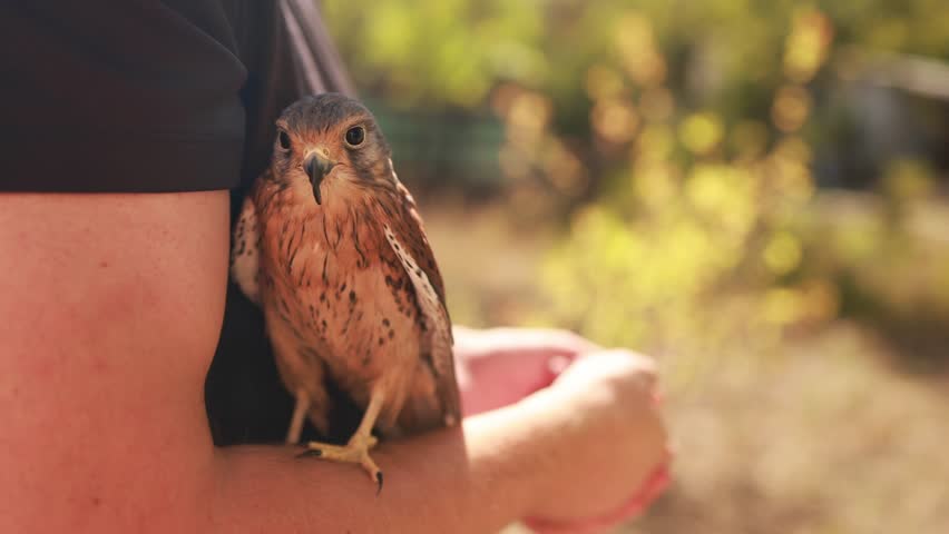 A falcon sits on a man