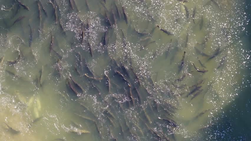 Salmon swimming upstream in a large group during migration in clear waters, aerial view