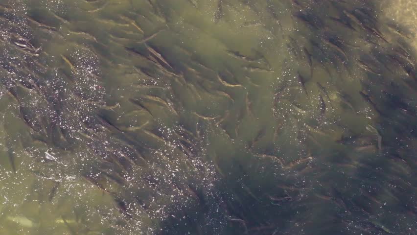 A large school of salmon swimming upstream in a river during migration season, aerial view