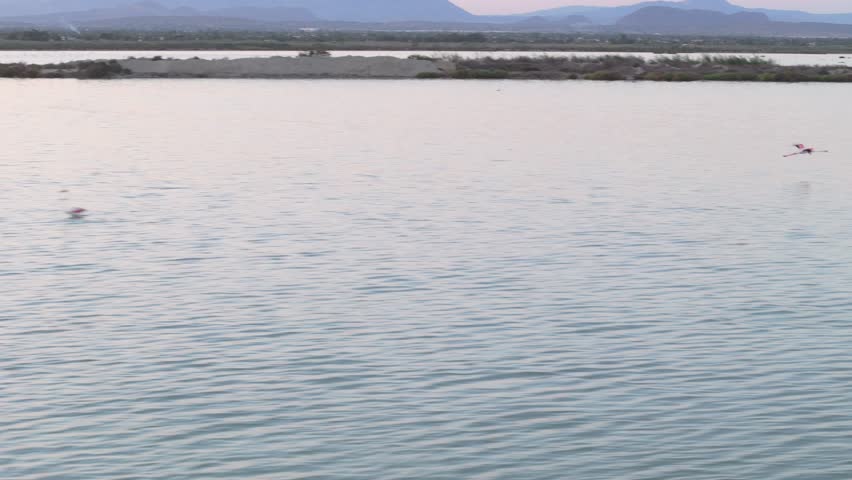Flamingos seen up close on water and flying. Saline lake, slow motion capture. Wing movements in orange sunset light. Peaceful water, flamingos wading for food. Bird reserve.