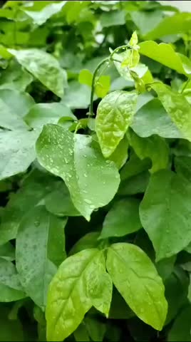 Beautiful Rainy water with tree leaf 