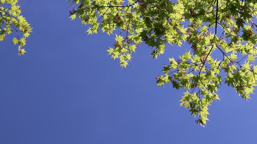 Fresh green maple leaves swaying in the wind with blue sky background