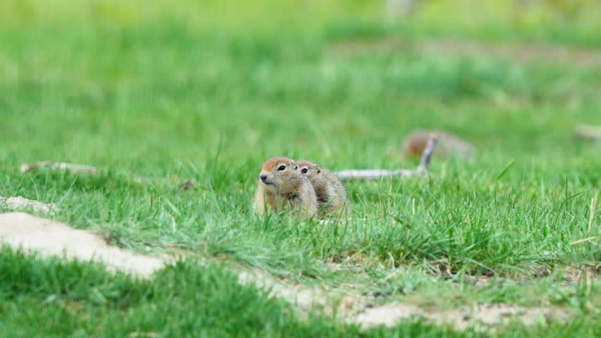 Arctic Ground Squirrel Pups Feeding On Grassy Field In Yukon Territory, Canada. wide, selective focus