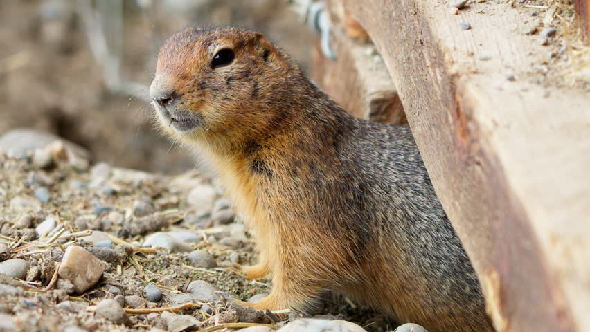 Side View Of Arctic Ground Squirrel (Parka) Calling From Its Den In Yukon, Canada. closeup shot