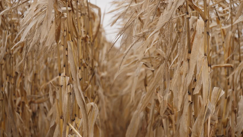 Dry corn stalks swaying in the wind in a field in cloudy autumn weather. View between the rows