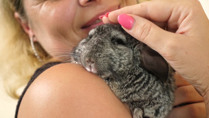 People care for and play with chinchillas.