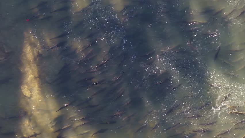 A large school of salmon swimming upstream in shallow waters during migration, aerial view