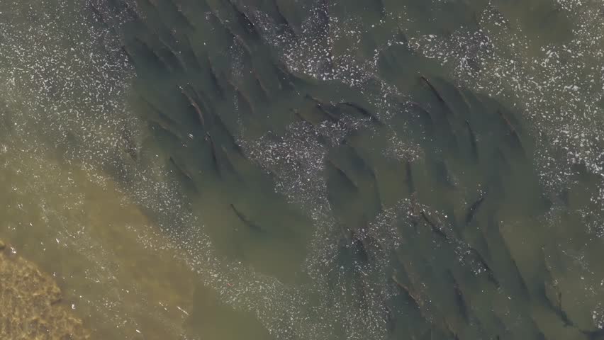 Salmon swimming in shallow waters during a mass migration, viewed from an aerial perspective
