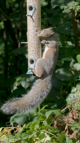 Grey Squirrel feeding on a Bird Feeder