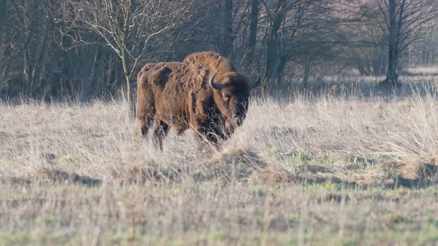A powerful, wild male European bison looks straight into the camera, a dangerous shot