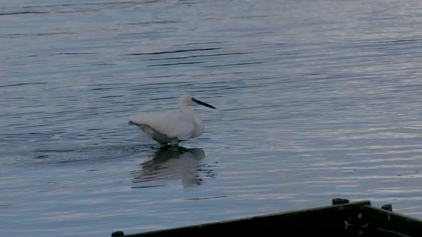 Little Egret ( Egretta garzetta ) Fishing in a Lake