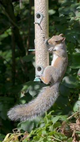 Grey Squirrel feeding on a Bird Feeder
