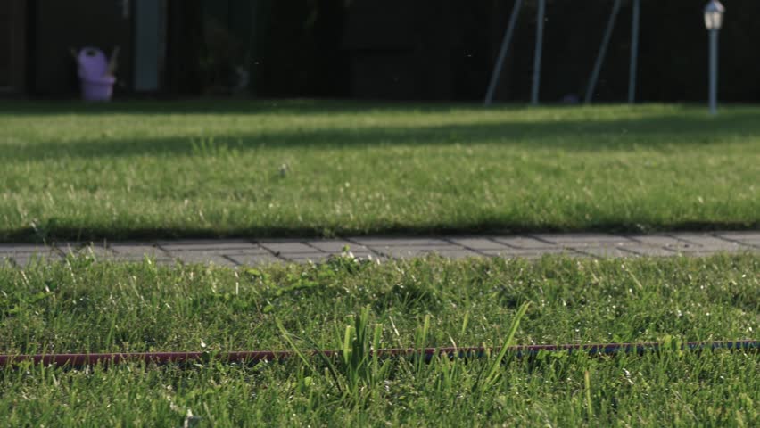 red cat caught play with mouse close-up. High quality 