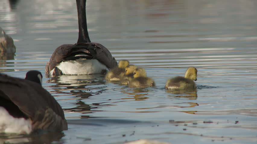 Canada Goose With Baby Geese Swimming On Tranquil Lake. Selective Focus Shot