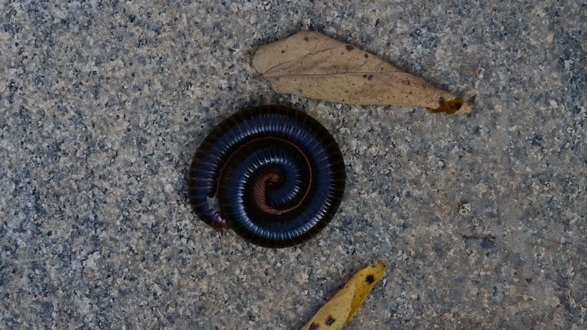 A Giant African Millipede,
Archispirostreptus gigas, curled up on granite floor unfolding by itself, top view.