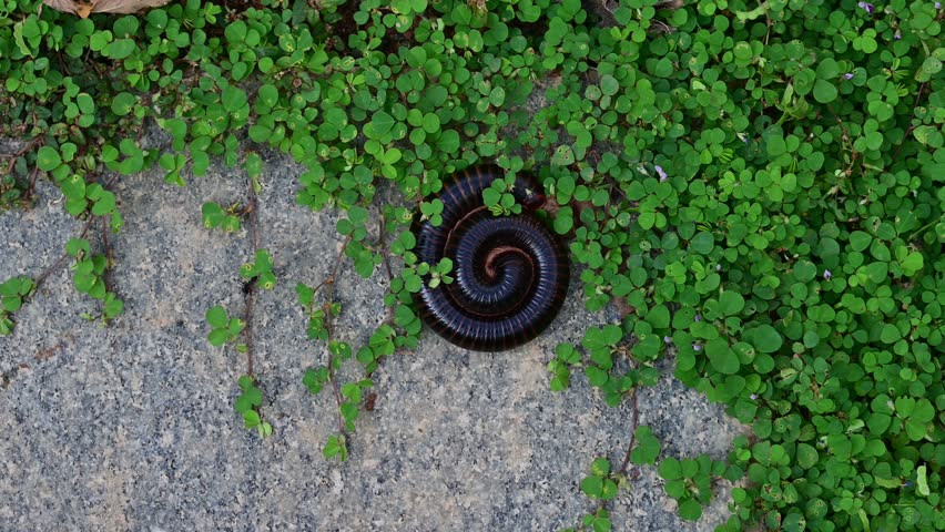 A curled up Giant African Millipede
Archispirostreptus gigas unfolding by itself, top view.
