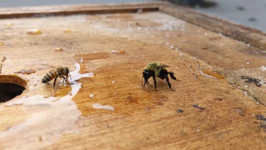 A honey bee and a bumble bee drinking sugar syrup on a hive cover