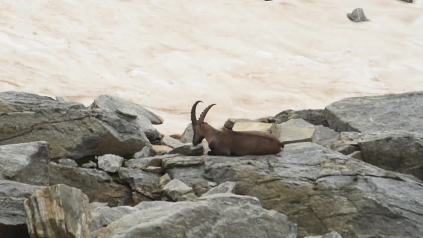 a Capricorn rests on a rocky outcrop, with a snow field in the background. Italian Alps.