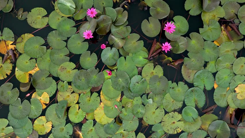 Pretty pink water lilies blooming in Malarikkal,Kottayam,Kerala,Malarikkal Village Tourism, waterlilles blooming in paddy fields in kerala drone shot