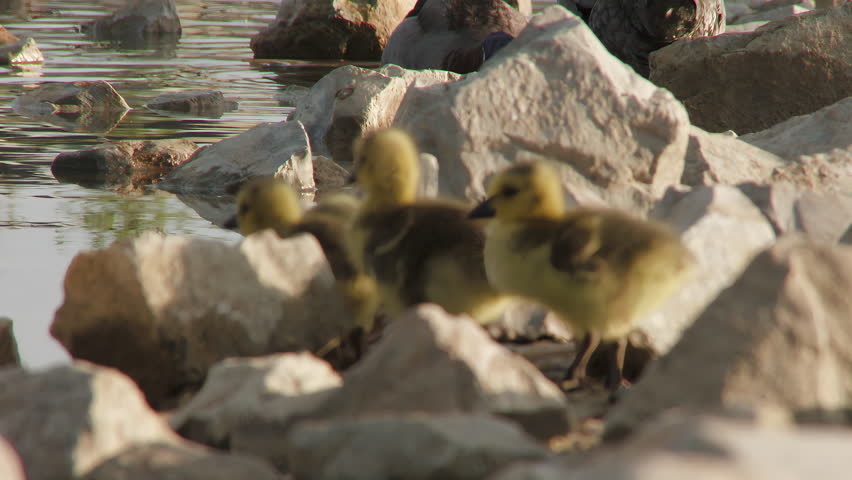 Canada Goslings On The Rocky Lakeshore. Close-up Shot
