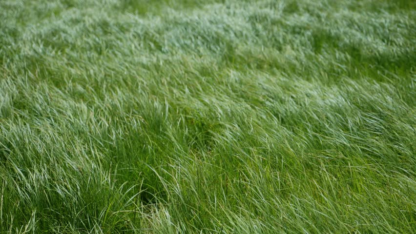 Windswept long lush green grass blowing in strong winds outdoors in nature. Beautiful mesmerizing movement of a meadow as it swirls in unison in hair like movement