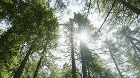 Low angle shot trees in forest with sun shining through the branches with flare. Tall green pine trees in spring. National Park of Durmitor in Montenegro. Peaceful and serene scene godlike sun rays - Powered by Shutterstock - Get 15% off with code: PIKWIZARD15