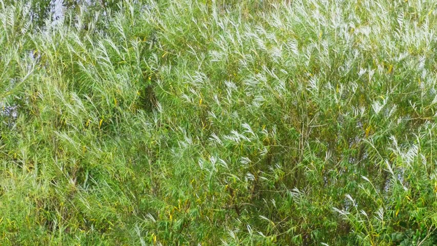 Summer video scene, with plants grass, trees and water reeds blowing gently in the breeze. Along a riverbank. Soothing footage background with nature and natural countryside setting. Lazy summers day.