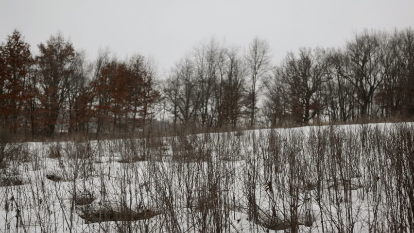 Trees and Grass at Cherokee Marsh image - Free stock photo - Public ...