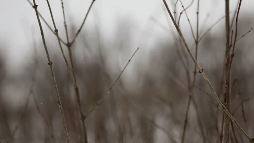 Seamless loop - Tall prairie grass with a row of trees out of focus in the background, on a snowy day, with individual snowflakes visible. Cherokee Marsh, Madison, Wisconsin, Midwest USA.