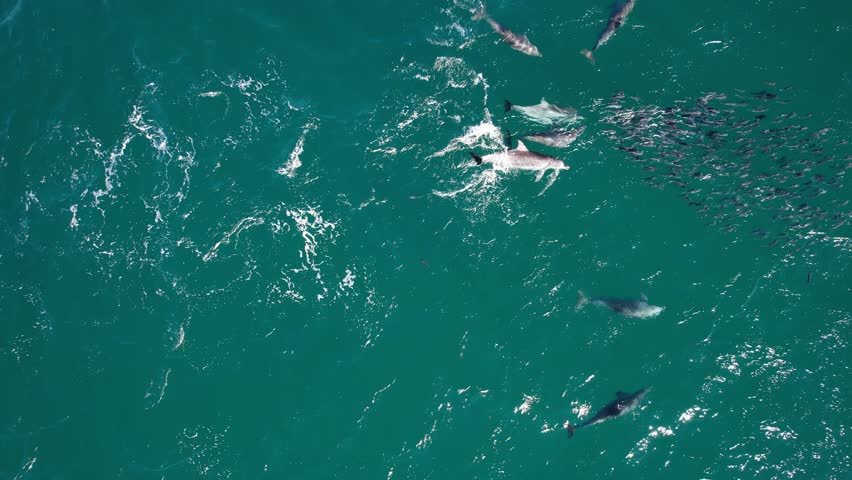 Top View Of Bottlenose Dolphins Attacking Mullet Fishes In The Ocean In New South Wales, Australia