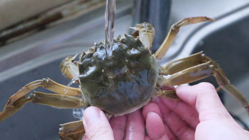 hand wash Chinese mitten crab under water