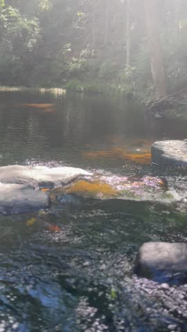 Natural Pool in Prince William Forest Park