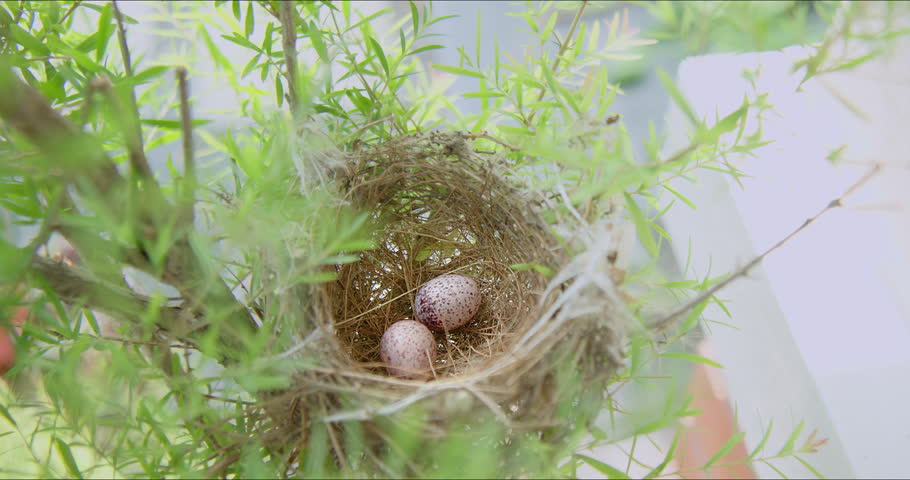 Abandoned nest of house sparrow with two eggs on tree branches. Bird nest with untidy, bulky structures made of twigs, grasses and added feathers for insulation. Camera pulls back shot.