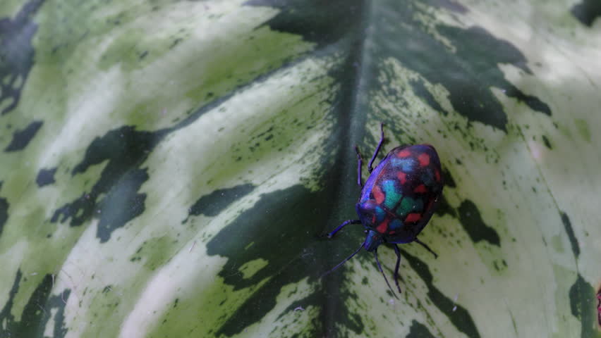 an overhead shot of a male cotton harlequin bug, a garden pest, resting on a leaf in an australian garden