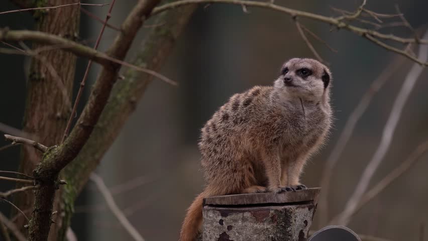 Meerkat perched on a pole. Suricata suricatta a member of the mongoose family in cloudy weather 4k