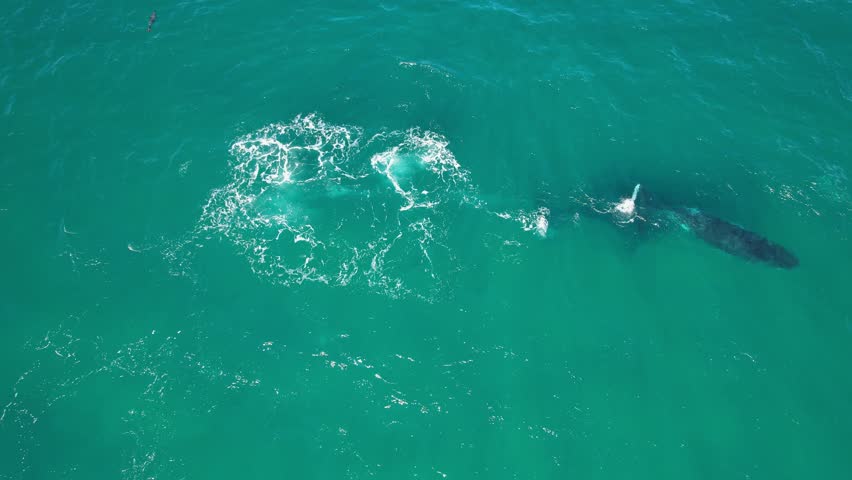 Humpback Whale Bubble-net Feeding In Ocean In New South Wales, Australia. aerial tracking shot