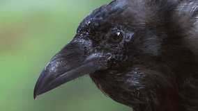 Extreme closeup raven bird face, beak, eye against green bokeh back - Powered by Shutterstock - Get 15% off with code: PIKWIZARD15