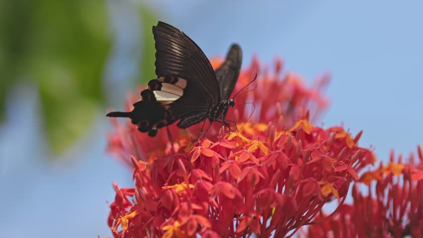 Bizarre World of Nature and Insects in Bali. Large tropical butterfly collects nectar from pink flowers and flying away. Slow motion shot, Kemenuh Butterfly Park, Bali