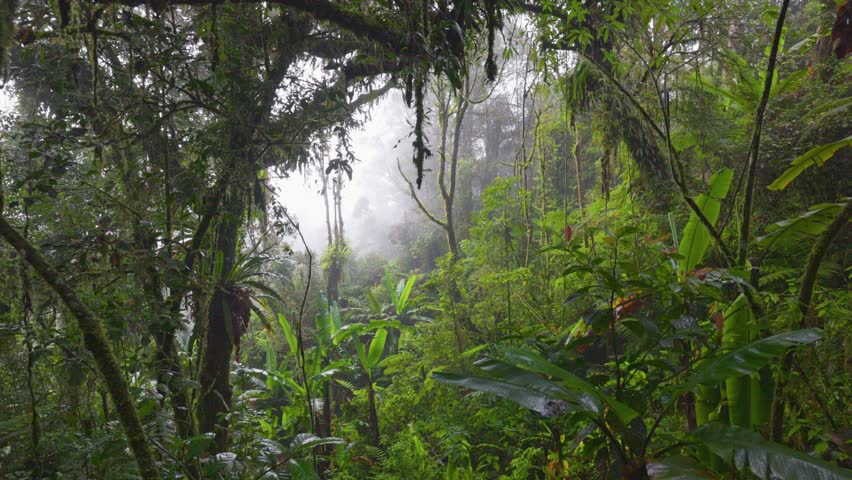 Foggy jungle rain forest early in the morning. Camera moves through moss-covered trees, bushes and vines in jungle mossy forest, Cameron Highlands, Malaysia