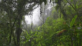 Foggy jungle rain forest early in the morning. Camera moves through moss-covered trees, bushes and vines in jungle mossy forest, Cameron Highlands, Malaysia - Powered by Shutterstock - Get 15% off with code: PIKWIZARD15