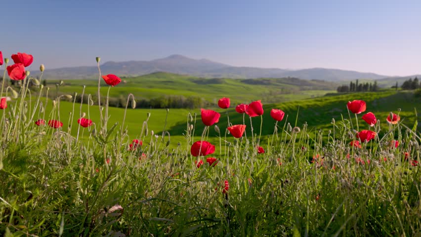 Slider shot of red poppies and green Tuscany hills in warm sunset lights. Spring in Tuscany - popular tourist destination, Italy